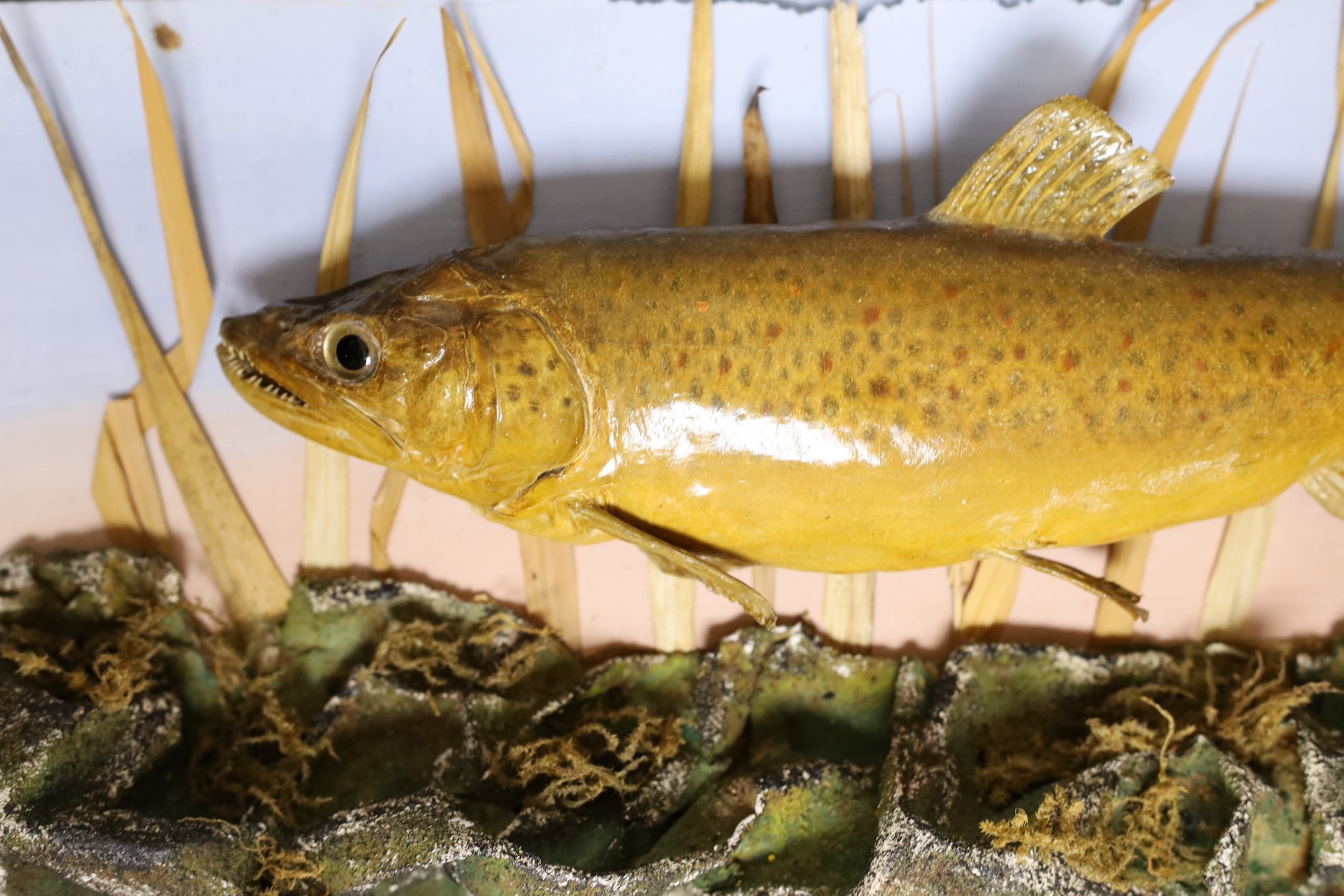 A cased early 20th century trout, labelled verso ‘Caught by P. Digges La Touche at Molewood House 1927’, preserved and mounted by J. Seymour & Son, overall 58cm wide